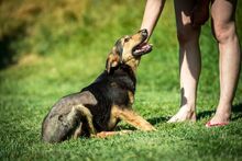 ROZMARING, Hund, Mischlingshund in Ungarn - Bild 8