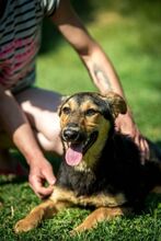ROZMARING, Hund, Mischlingshund in Ungarn - Bild 9