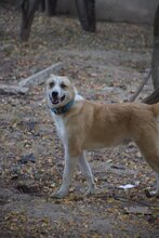 VANGOGO, Hund, Deutscher Schäferhund in Bulgarien - Bild 2
