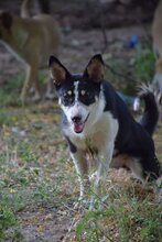 MONTSERRAT, Hund, Mischlingshund in Bulgarien - Bild 1