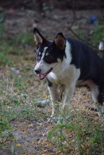 MONTSERRAT, Hund, Mischlingshund in Bulgarien - Bild 3