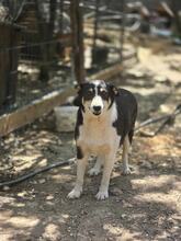MONTSERRAT, Hund, Mischlingshund in Bulgarien - Bild 4
