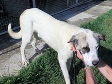 PITT, Hund, Mastin del Pirineos in Spanien - Bild 2