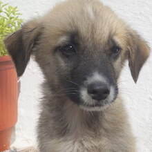 MERCURY, Hund, Mischlingshund in Griechenland - Bild 1