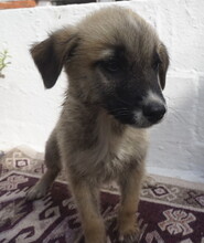 MERCURY, Hund, Mischlingshund in Griechenland - Bild 2