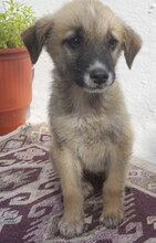 MERCURY, Hund, Mischlingshund in Griechenland - Bild 5
