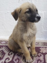 MERCURY, Hund, Mischlingshund in Griechenland - Bild 6