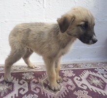 MERCURY, Hund, Mischlingshund in Griechenland - Bild 7