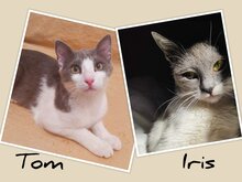 TOM, Katze, Hauskatze in Griechenland