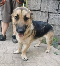 SCHMOULI, Hund, Mischlingshund in Slowakische Republik - Bild 2