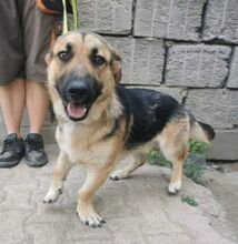 SCHMOULI, Hund, Mischlingshund in Slowakische Republik - Bild 3
