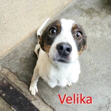 VELIKA, Hund, Mischlingshund in Bulgarien