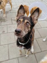 WESTLYN, Hund, Mischlingshund in Slowakische Republik - Bild 12