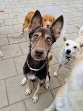 WESTLYN, Hund, Mischlingshund in Slowakische Republik - Bild 13