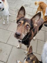 WESTLYN, Hund, Mischlingshund in Slowakische Republik - Bild 14