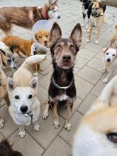 WESTLYN, Hund, Mischlingshund in Slowakische Republik - Bild 15