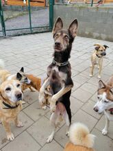 WESTLYN, Hund, Mischlingshund in Slowakische Republik - Bild 17