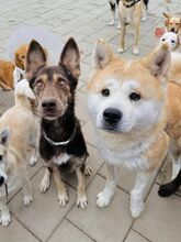 WESTLYN, Hund, Mischlingshund in Slowakische Republik - Bild 2