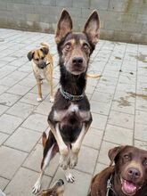 WESTLYN, Hund, Mischlingshund in Slowakische Republik - Bild 20
