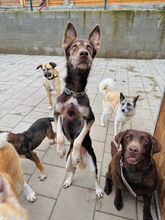 WESTLYN, Hund, Mischlingshund in Slowakische Republik - Bild 21
