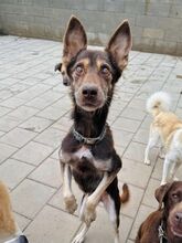 WESTLYN, Hund, Mischlingshund in Slowakische Republik - Bild 22