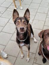 WESTLYN, Hund, Mischlingshund in Slowakische Republik - Bild 24