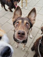 WESTLYN, Hund, Mischlingshund in Slowakische Republik - Bild 26