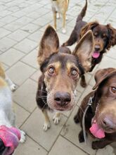 WESTLYN, Hund, Mischlingshund in Slowakische Republik - Bild 28