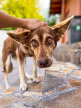 WESTLYN, Hund, Mischlingshund in Slowakische Republik - Bild 29