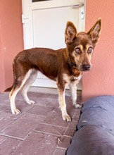 WESTLYN, Hund, Mischlingshund in Slowakische Republik - Bild 34