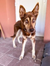 WESTLYN, Hund, Mischlingshund in Slowakische Republik - Bild 4