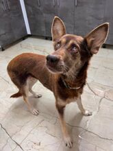 WESTLYN, Hund, Mischlingshund in Slowakische Republik - Bild 8