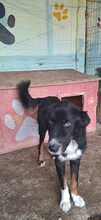 JACK2, Hund, Berner Sennenhund-Mix in Rumänien - Bild 5