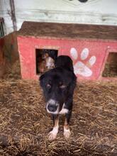 JACK2, Hund, Berner Sennenhund-Mix in Rumänien - Bild 6