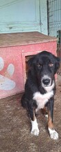 JACK2, Hund, Berner Sennenhund-Mix in Rumänien - Bild 8