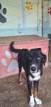 JACK2, Hund, Berner Sennenhund-Mix in Rumänien - Bild 9