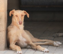 KOBE, Hund, Podenco-Galgo Español-Mix in Spanien - Bild 2