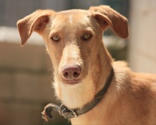 KOBE, Hund, Podenco-Galgo Español-Mix in Spanien - Bild 23