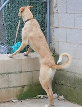 KOBE, Hund, Podenco-Galgo Español-Mix in Spanien - Bild 25