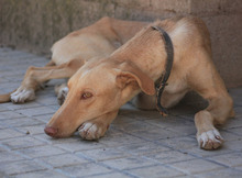 KOBE, Hund, Podenco-Galgo Español-Mix in Spanien - Bild 26
