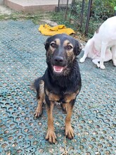 FREYA, Hund, Mischlingshund in Rumänien - Bild 1