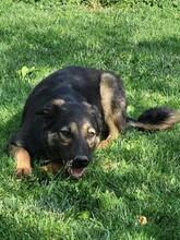 FREYA, Hund, Mischlingshund in Rumänien - Bild 10