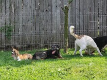 FREYA, Hund, Mischlingshund in Rumänien - Bild 11
