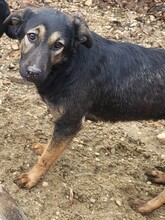 FREYA, Hund, Mischlingshund in Rumänien - Bild 13