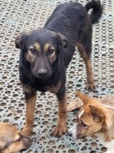 FREYA, Hund, Mischlingshund in Rumänien - Bild 14