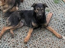 FREYA, Hund, Mischlingshund in Rumänien - Bild 15