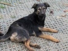 FREYA, Hund, Mischlingshund in Rumänien - Bild 16