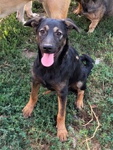 FREYA, Hund, Mischlingshund in Rumänien - Bild 17