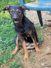 FREYA, Hund, Mischlingshund in Rumänien - Bild 19
