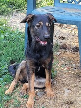 FREYA, Hund, Mischlingshund in Rumänien - Bild 20